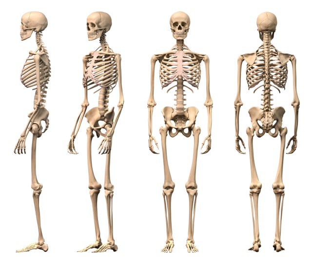 quantos-ossos-tem-corpo-humano - Anatomia I