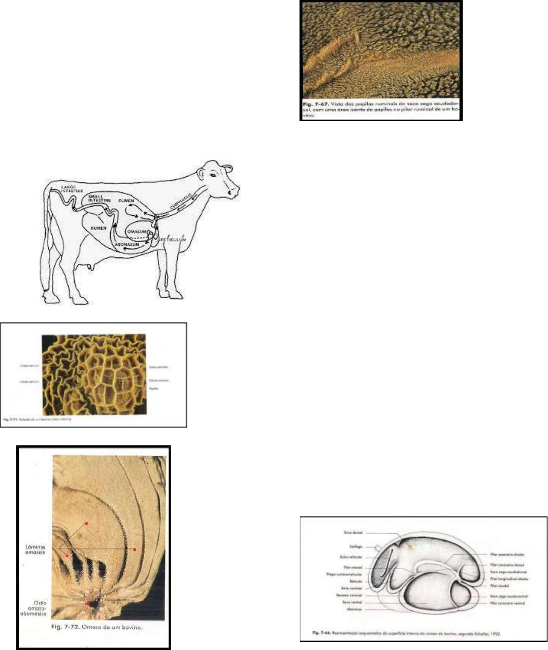 digestorio vaca 1b - Anatomia Veterinária I