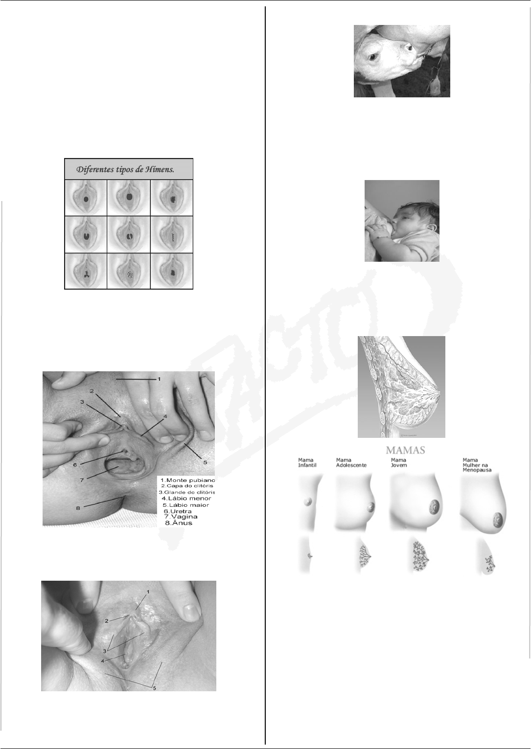 Biologia Pré Vestibular Impacto Sistema Reprodutor Feminino II - Biologia