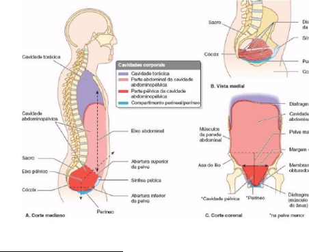 Anatomia da Pelve - Anatomia I