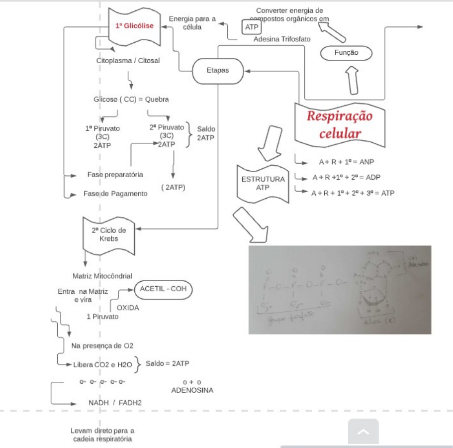 Mapa Mental Respiração Celular - Bromatologia