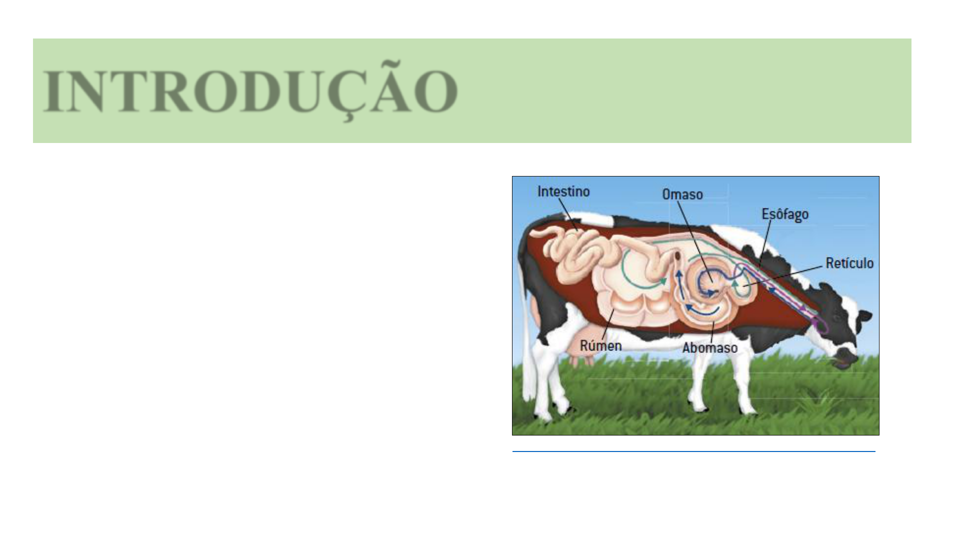 digestorio vaca 1b - Anatomia Veterinária I