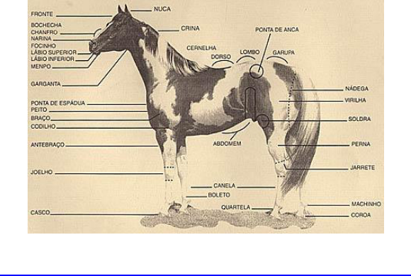 O oveiro-malacara, “Malacara é um sinal branco que o cavalo…