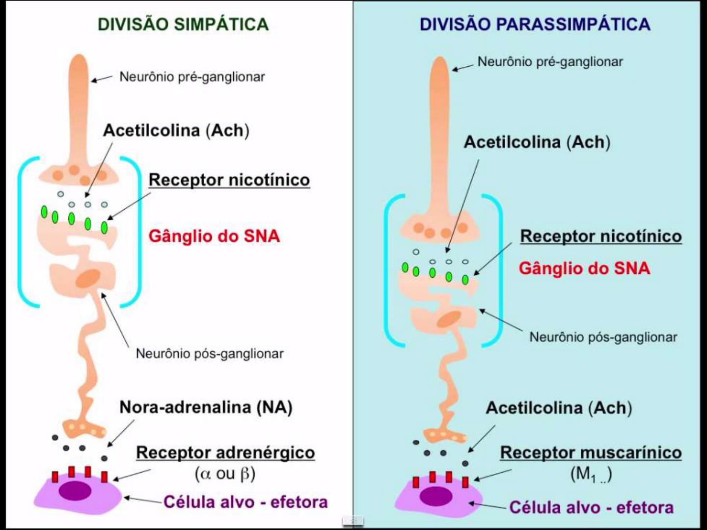 Aula 7 1 Farmacologia Adrenérgica Divisão Farmacológica Farmacologia I