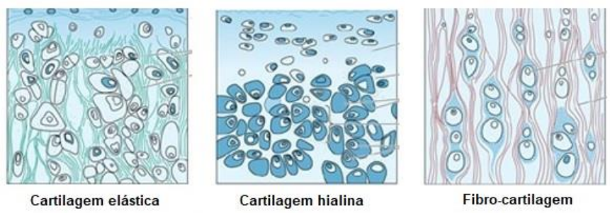 Tecido Cartilaginoso - Histologia I