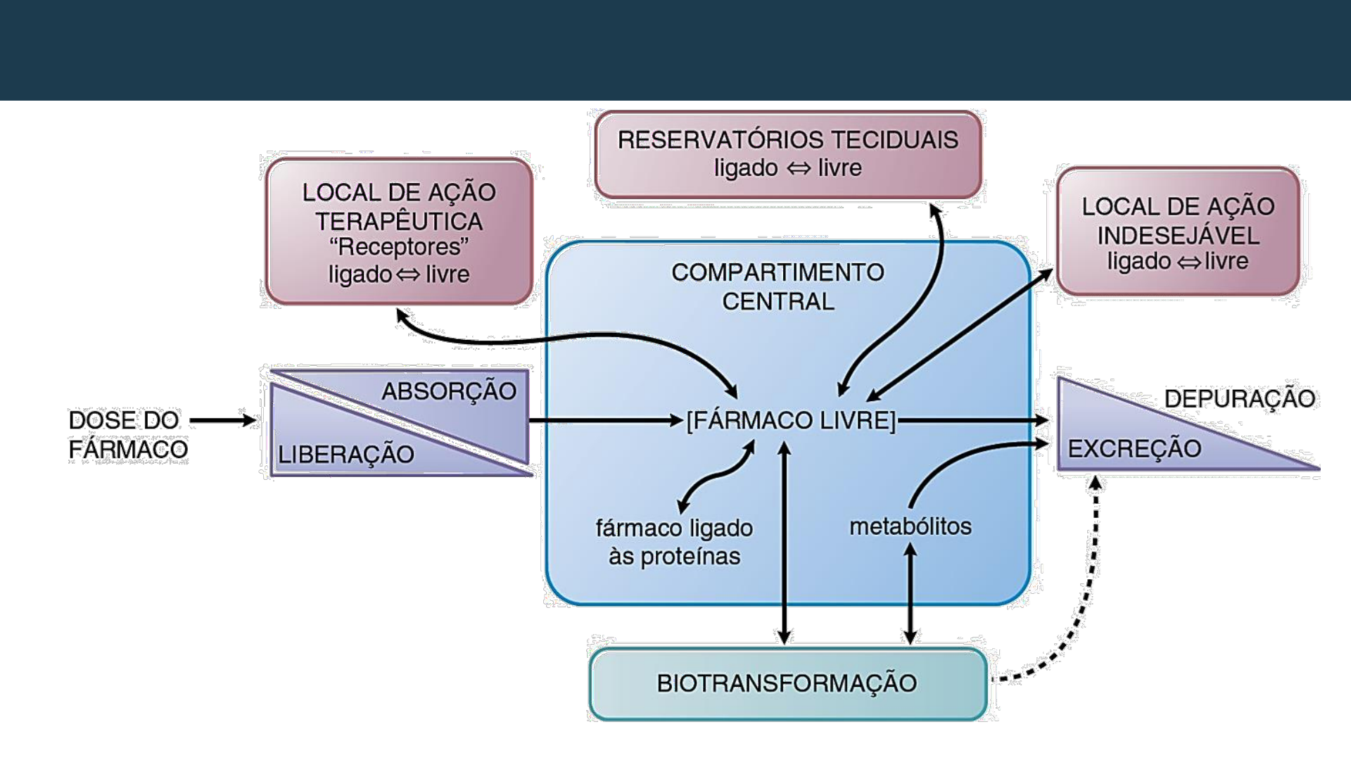 SOLUTION: Corticoesteroides farmacologia - Studypool