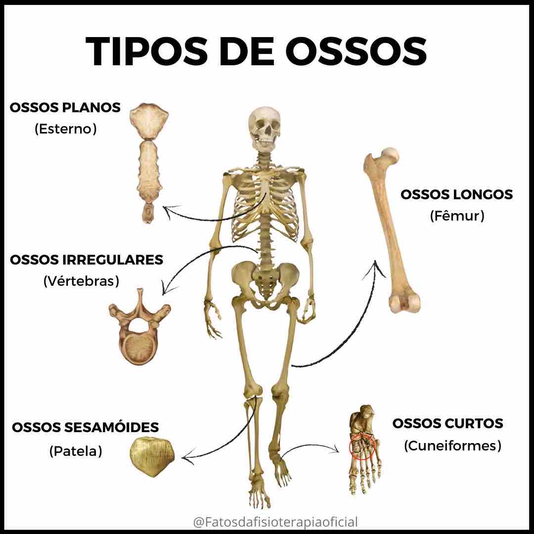 Wordpress Com Anatomia Dos Ossos Anatomia E Fisiologi Vrogue Co
