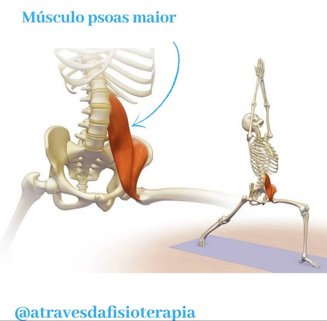 músculo psoas maior cinesiologia