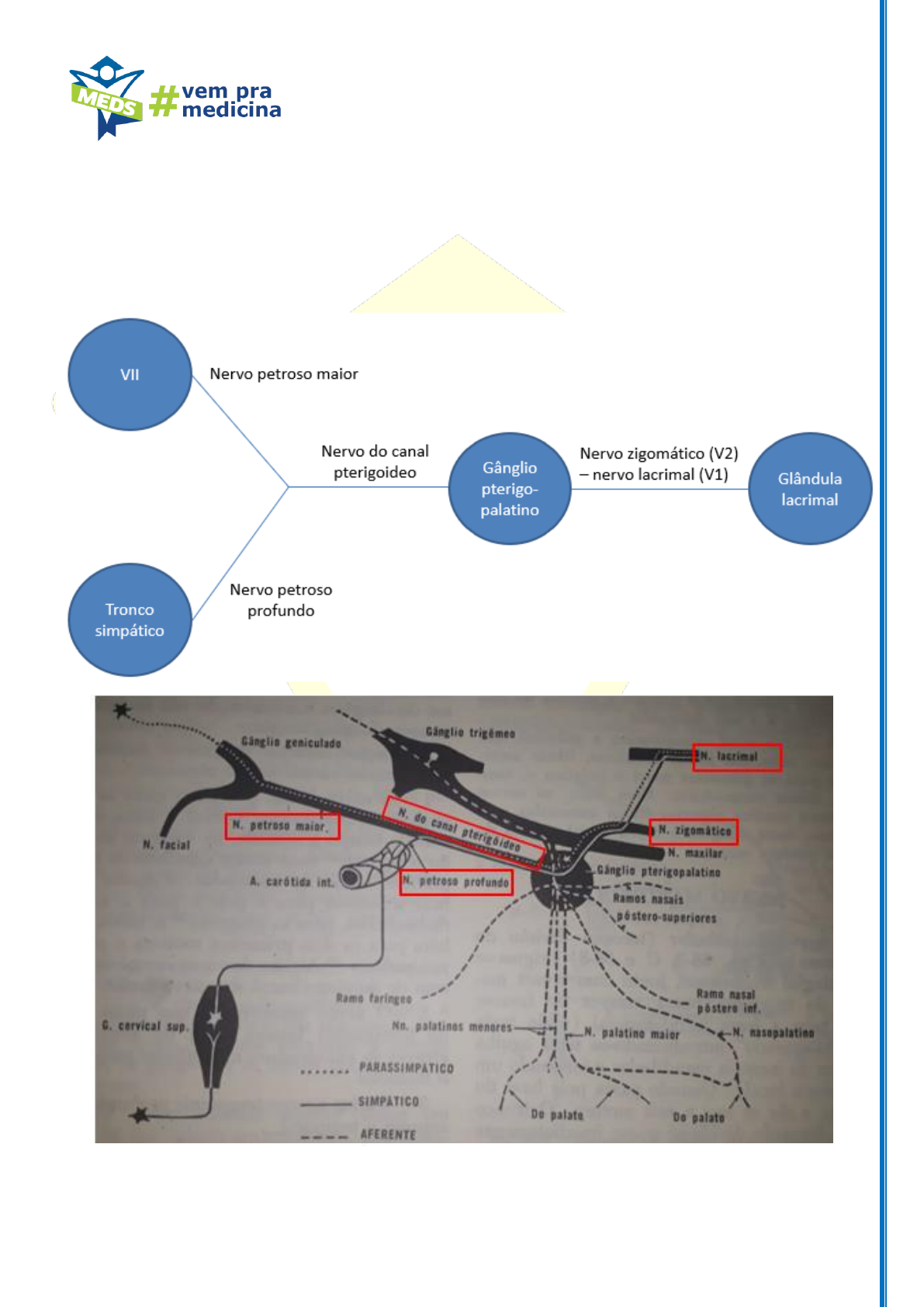 Síndrome de Patau (Trissomia 13) | Concise Medical Knowledge, image size:1191x1684