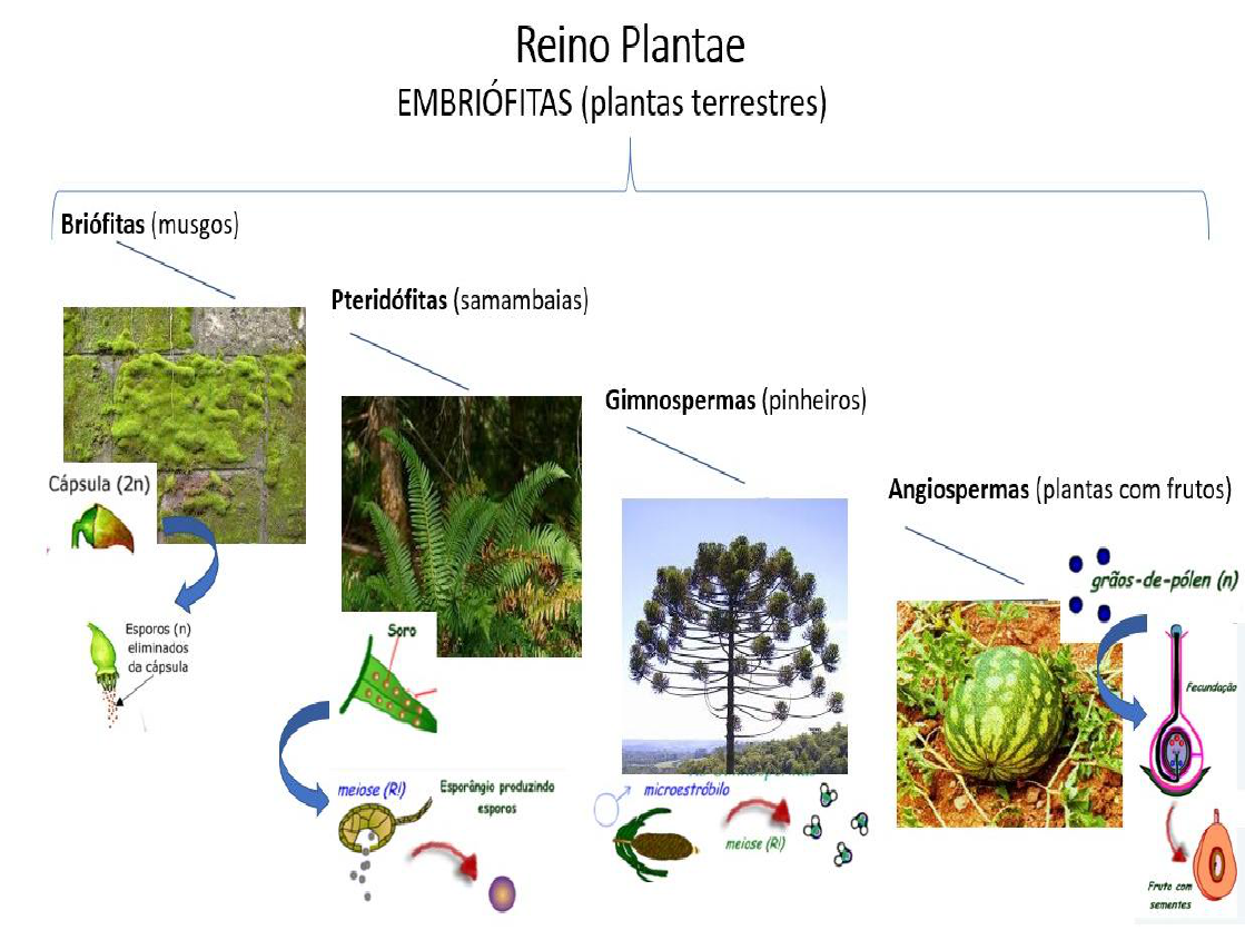 Grátis: ÁRVORE FILOGENÉTICA DAS PLANTAS TERRESTRES - Material Claro e  Objetivo em PDF para Estudo Rápido, image size:1119x845