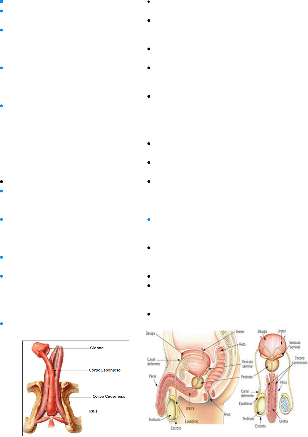 Anatomia E Fisiologia Sistema Reprodutor Masculino Fisiologia Humana I