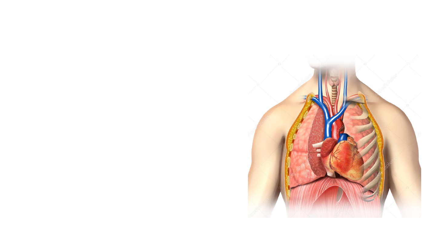 anatomia-card-aca-anatomia-cardiovascular