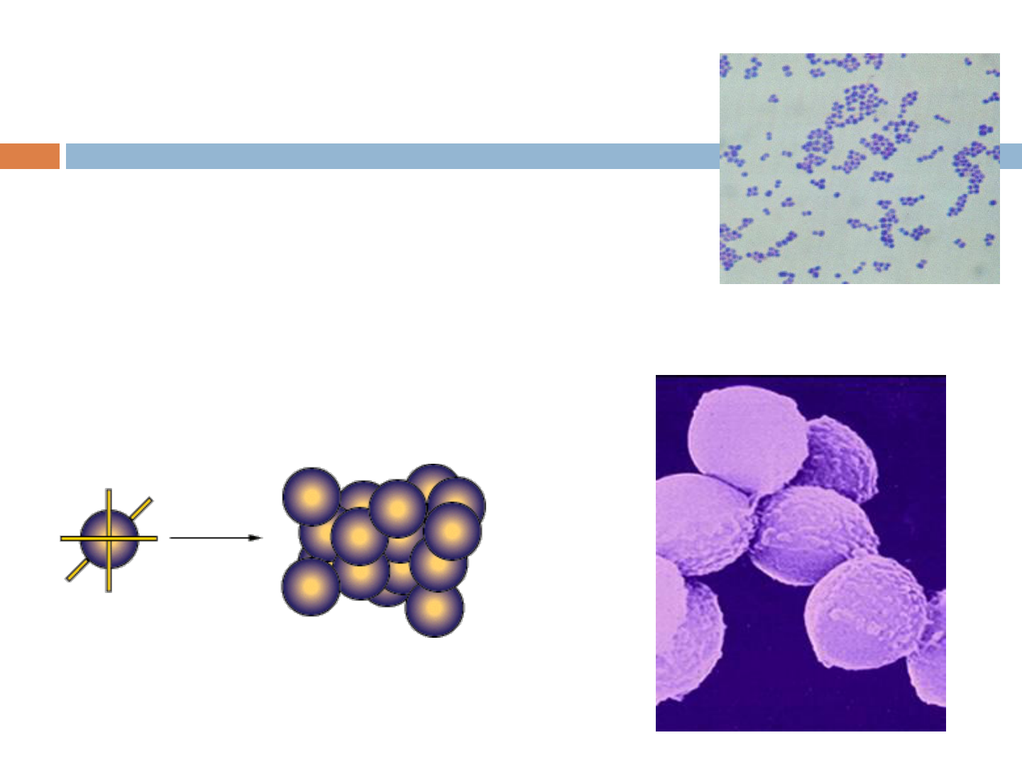 Compreendendo o Staphylococcus Aureus: Uma infecção bacteriana comum - GENE  MEIDIKE
