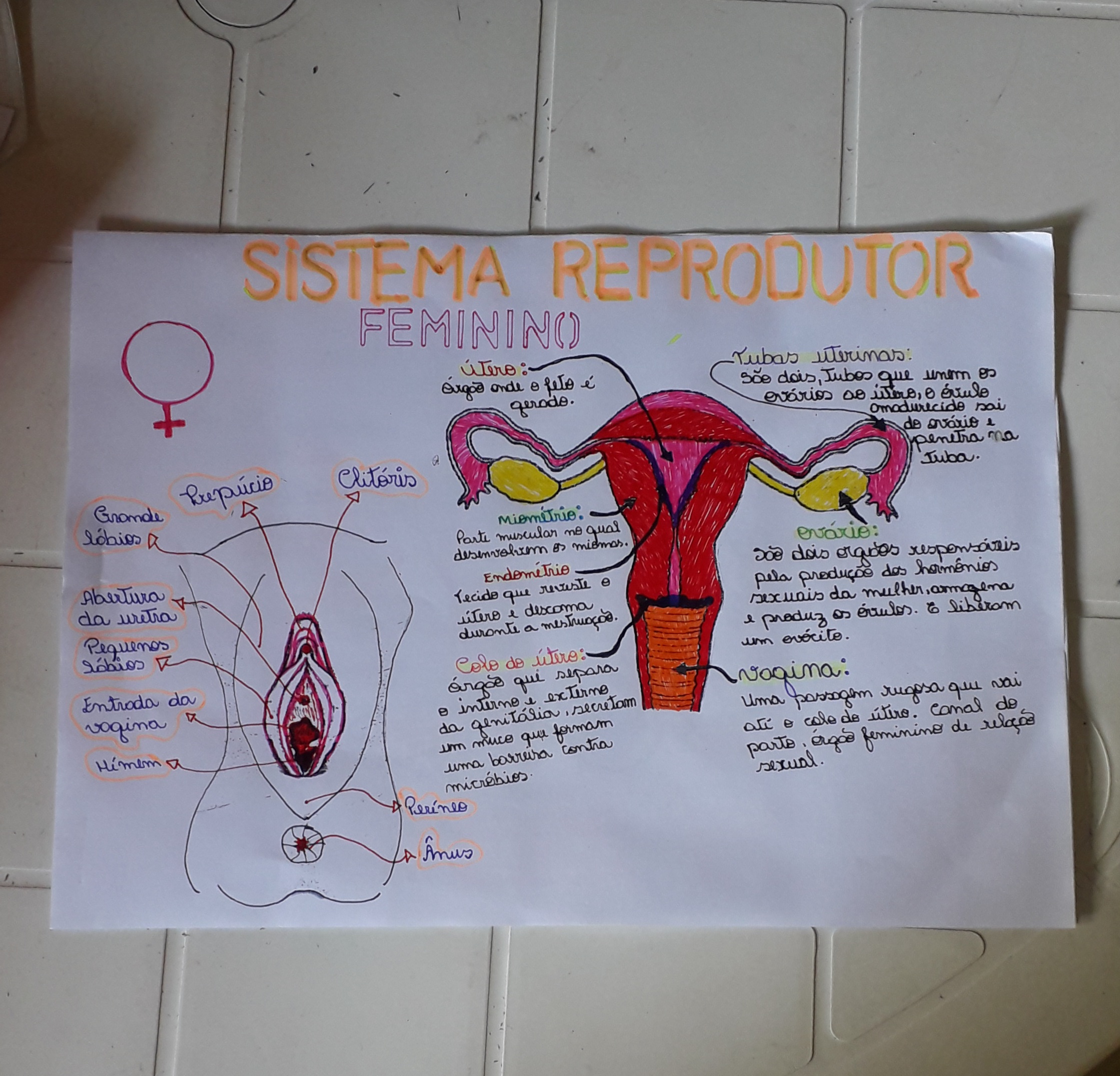 Sistema Reprodutor Feminino Mapa Mental