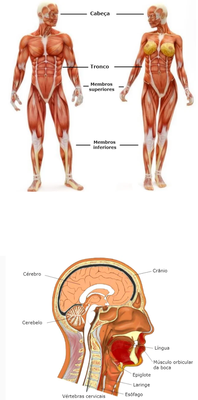 Grátis: Partes do Corpo Humano - Material Claro e Objetivo em PDF para  Estudo Rápido, image size:773x1561