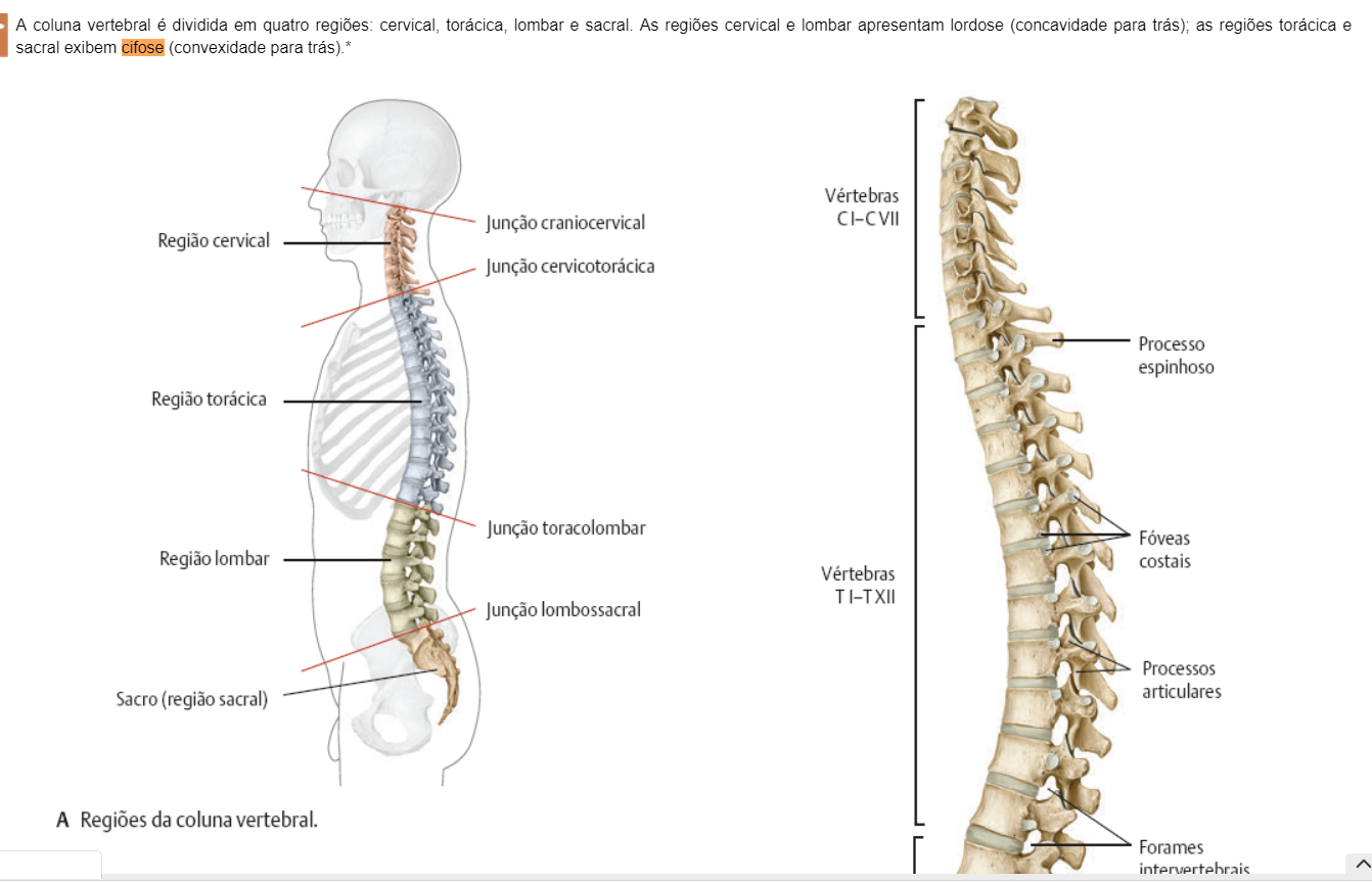 COLUNA VERTEBRAL CIFOSE Anatomia I