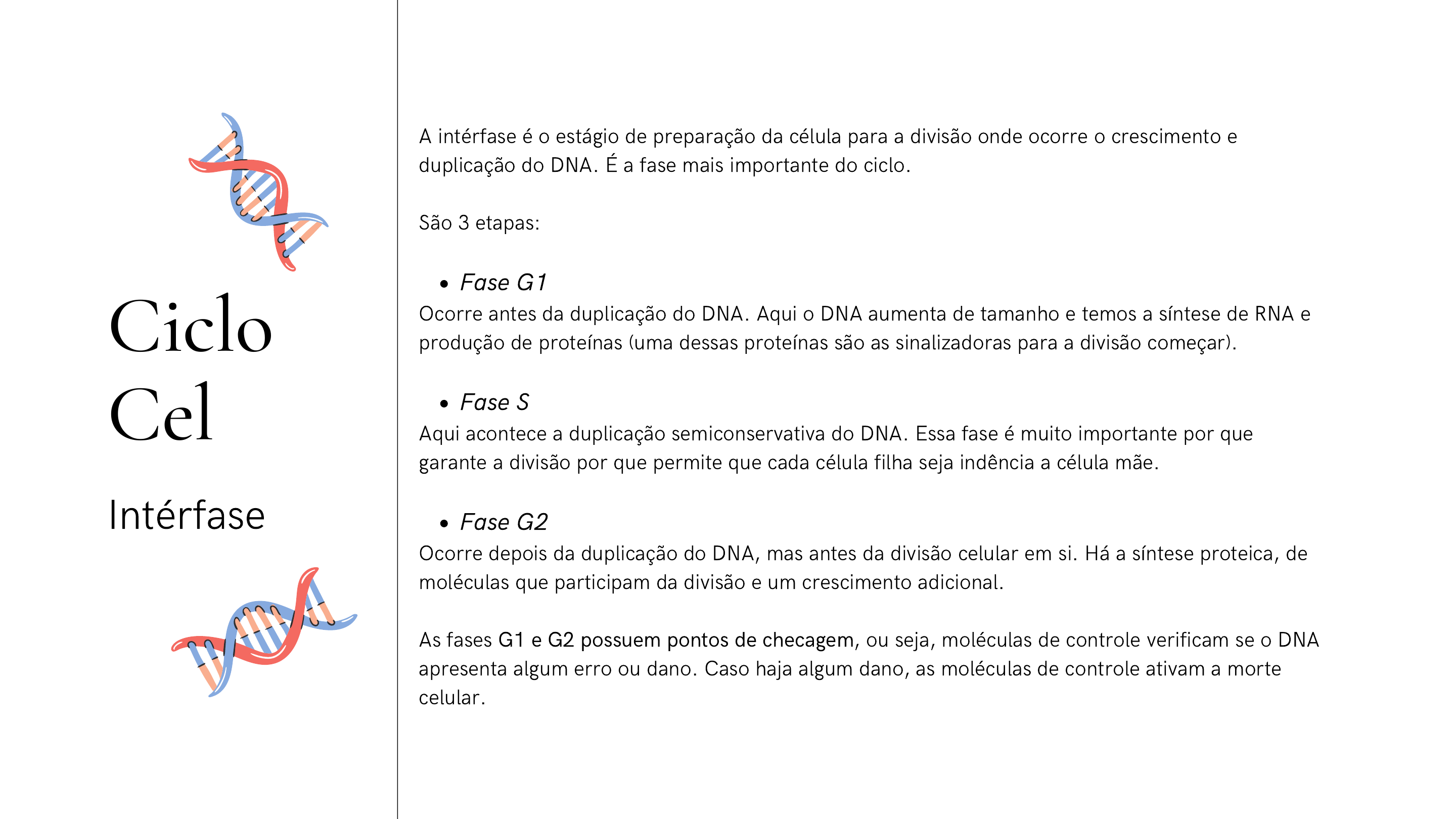 Interfase: saiba o que é, etapas, características