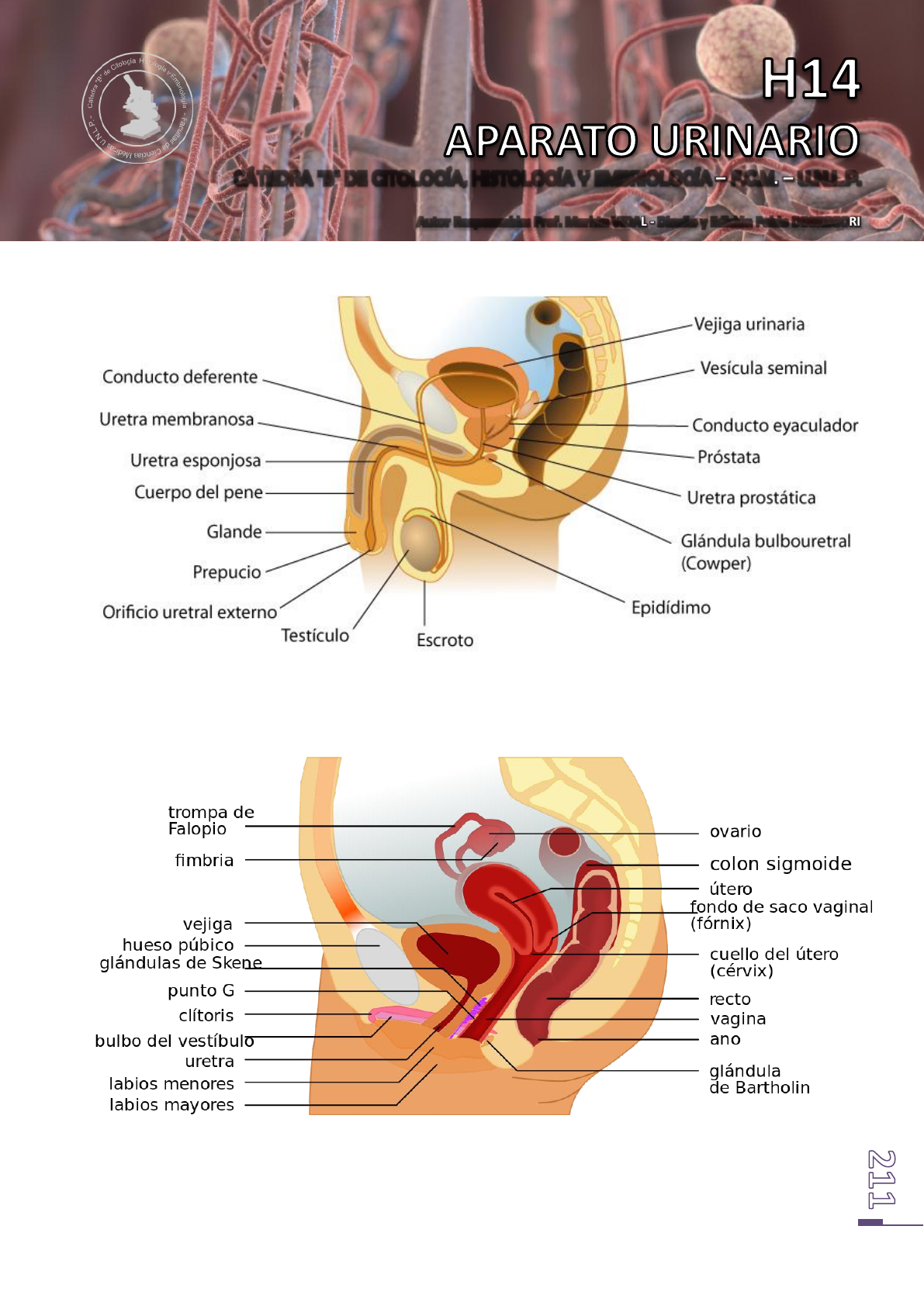 histología de la uretra esponjosa