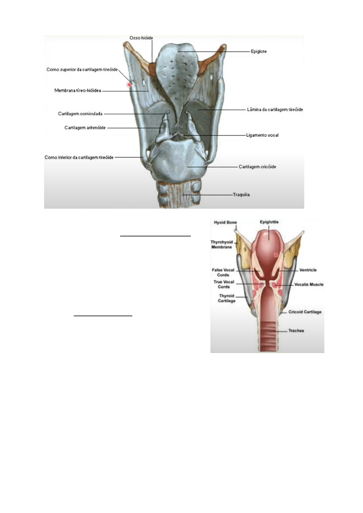 Ventriculo Da Laringe Laringe Anatomia Fun o Vasculariza o E ventriculo-da-laringe-laringe-anatomia-fun-o-vasculariza-o-e