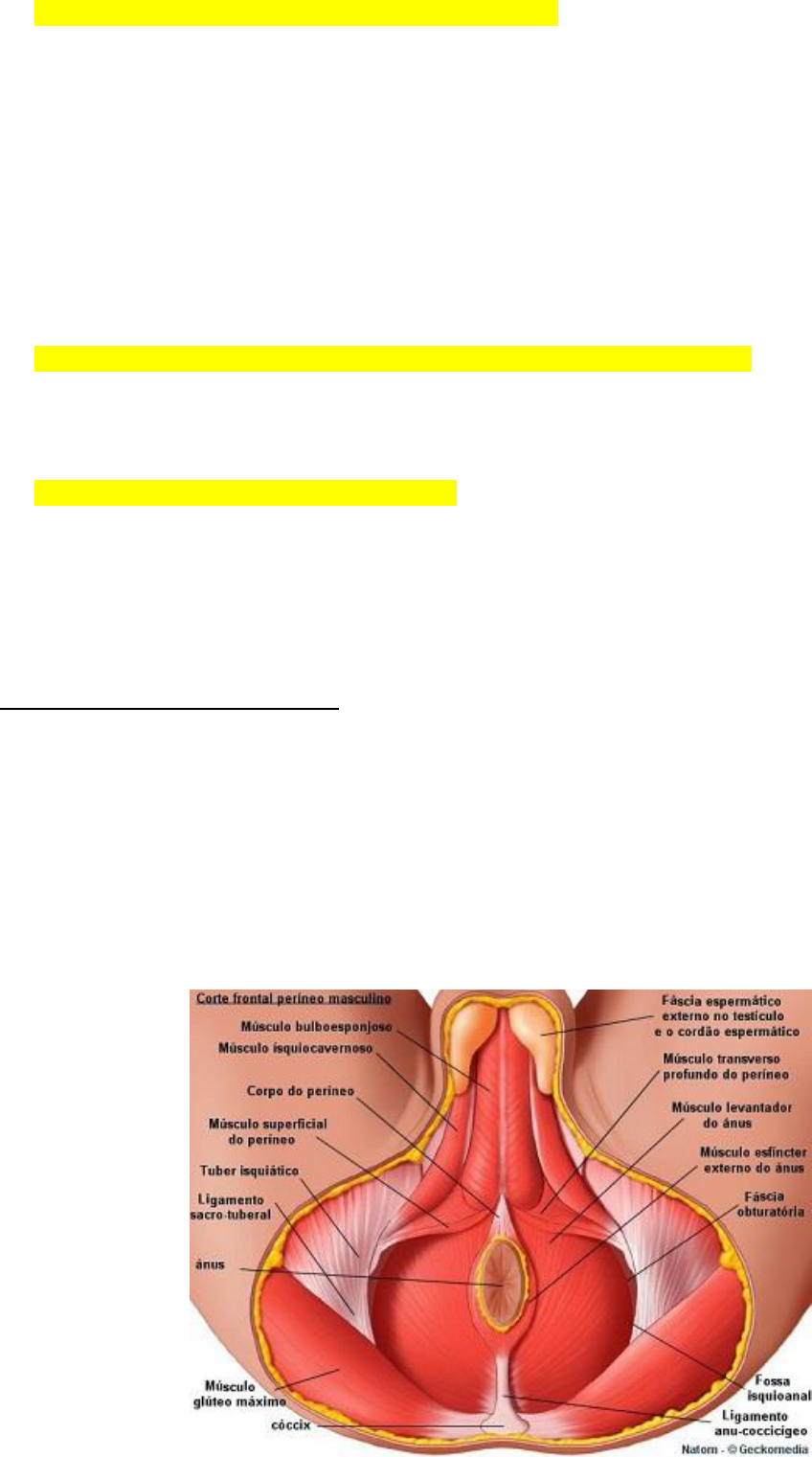 Orifício frontal? Vagina é bem diferente de ânus 