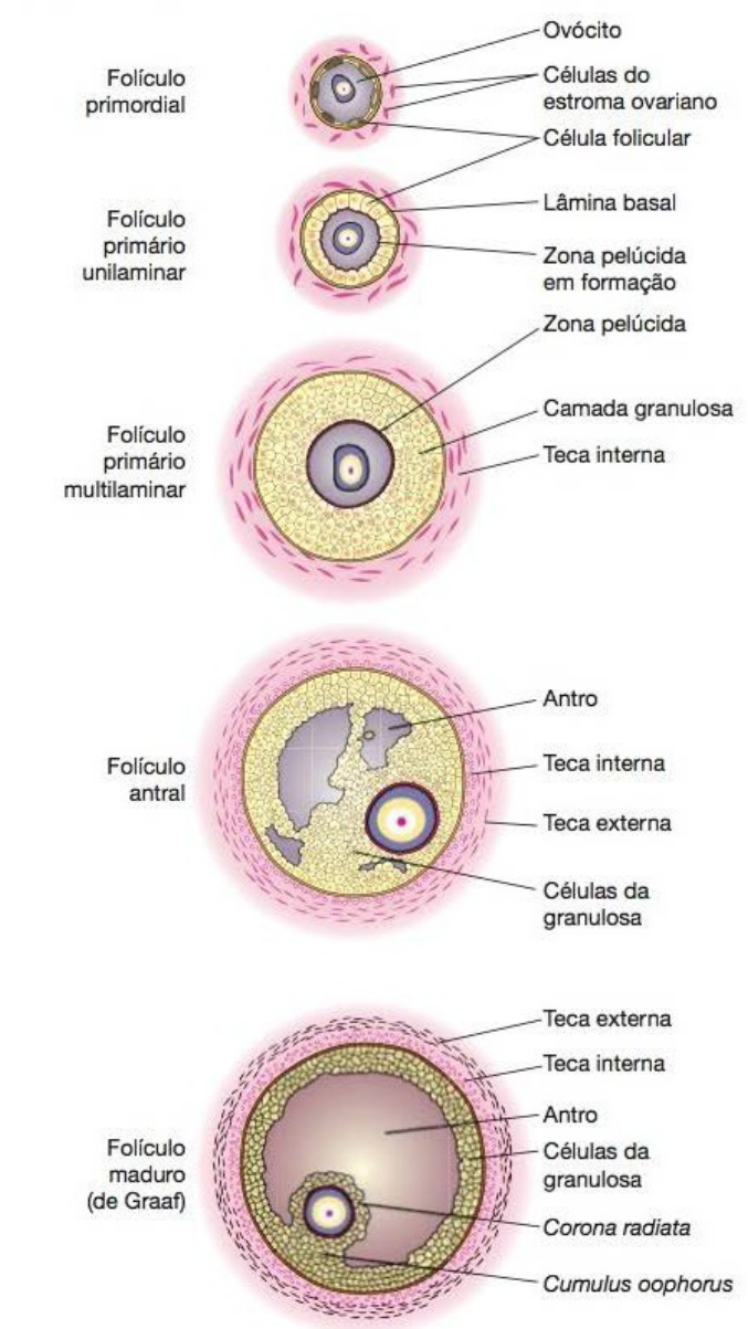 folículo terciário