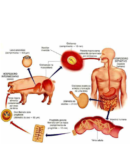 TAENIA SAGINATA E TAENIA SOLIUM trabalho - Microbiologia, Imun