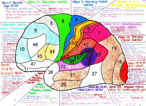 Mapa Cerebro Anatomia I