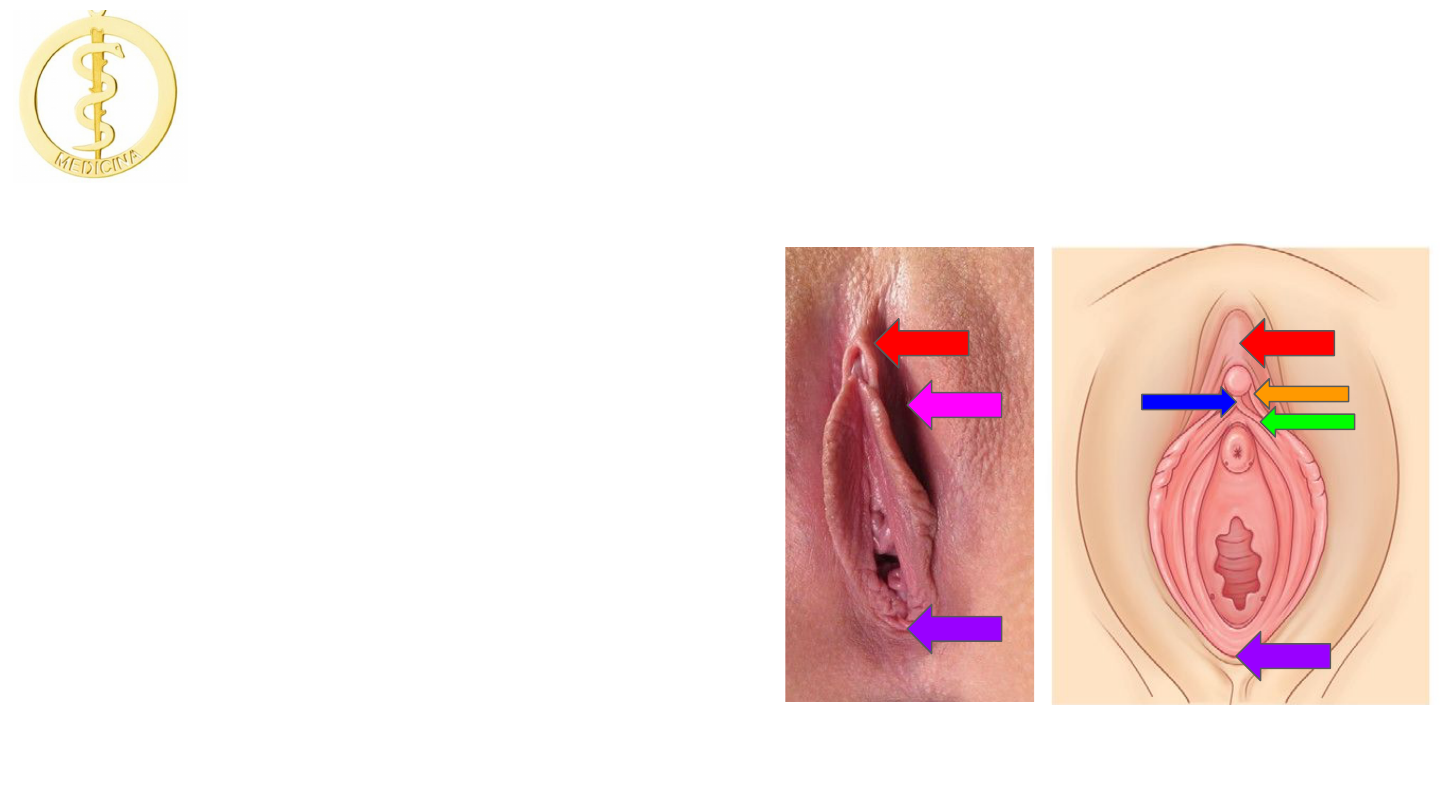 Aula 03 - Sistema genital feminino - Órgãos externos - Anatomia I