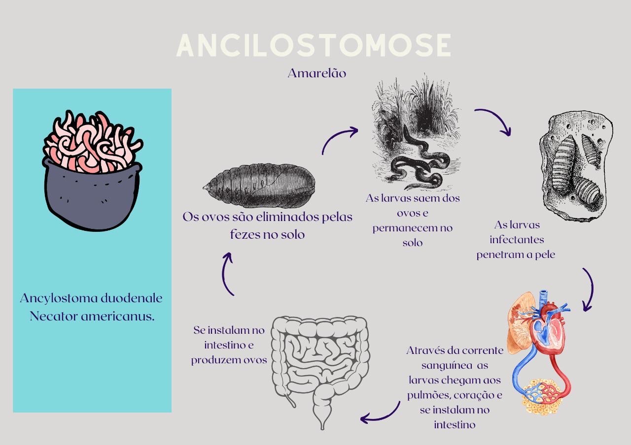 Ciclo Biol Gico Ancilostomose Parasitologia
