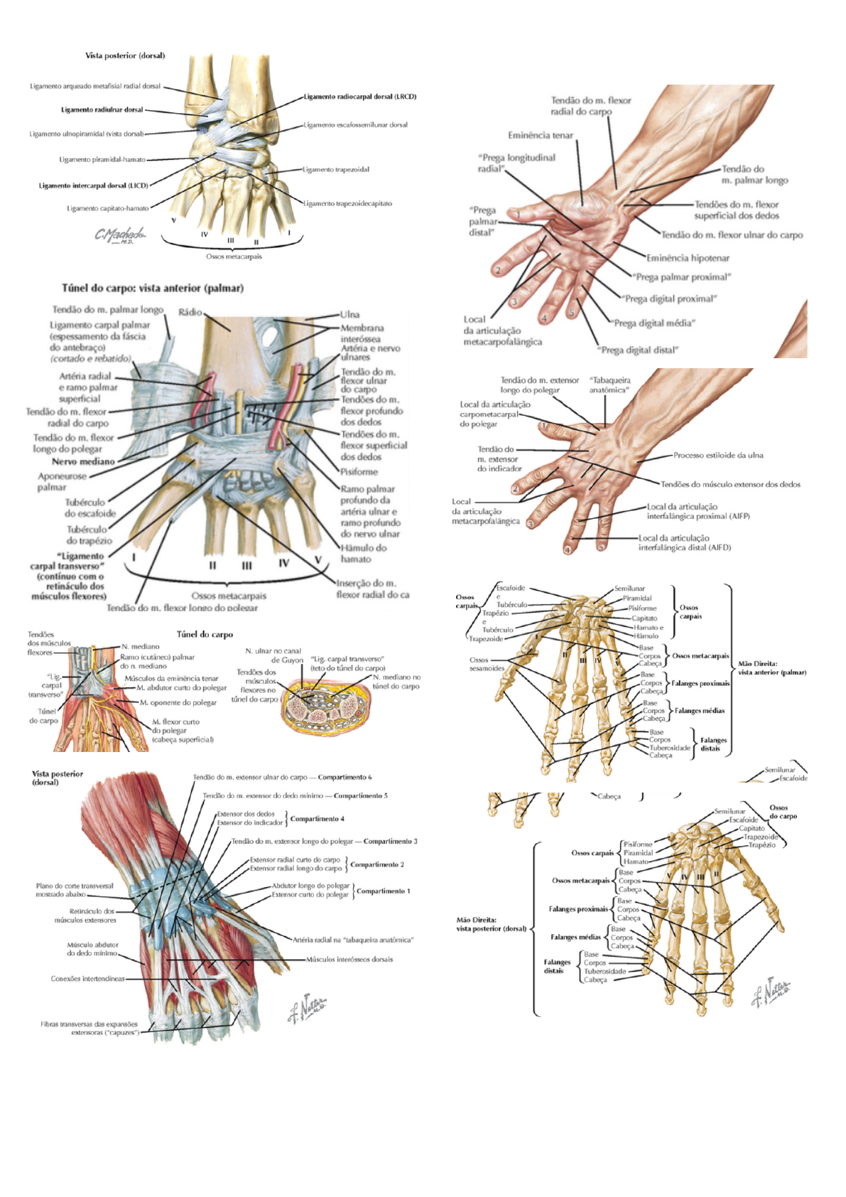 Grátis: HAM - ORTOPEDIA - Punho e mão - Material Claro e Objetivo em PDF  para Estudo Rápido, image size:1191x1684