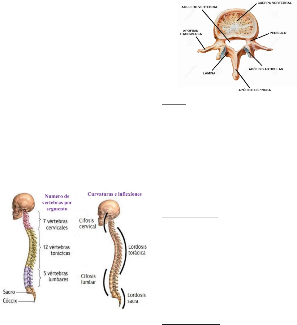 Generalidades Columna Vertebral Anatomia I