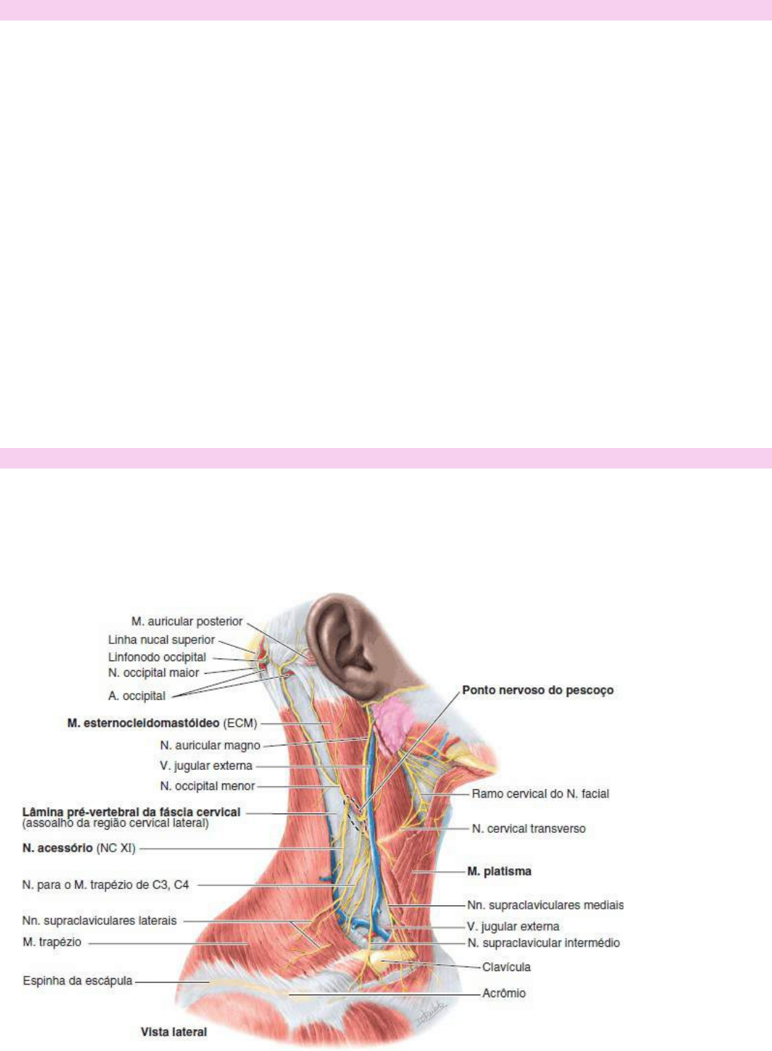 Grátis: Anatomia - AV1 - 8 p - Material Claro e Objetivo em PDF para Estudo  Rápido, image size:1091x1485