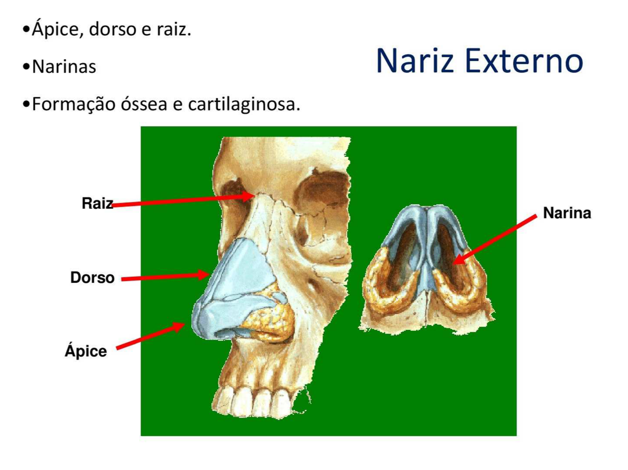 Anatomia Del Nariz