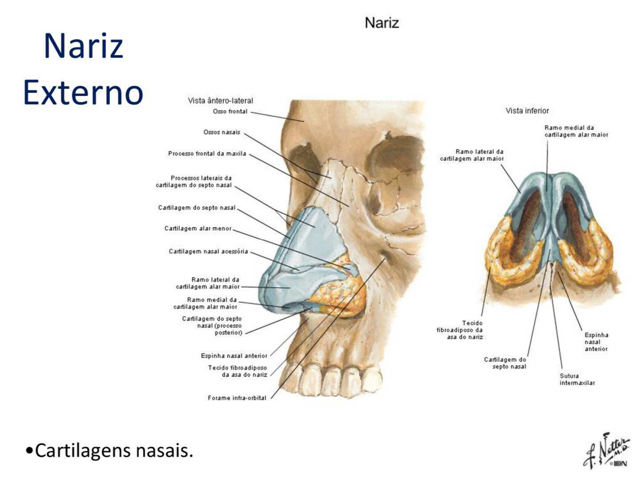 Regiao Que Separa As Narinas - RETOEDU