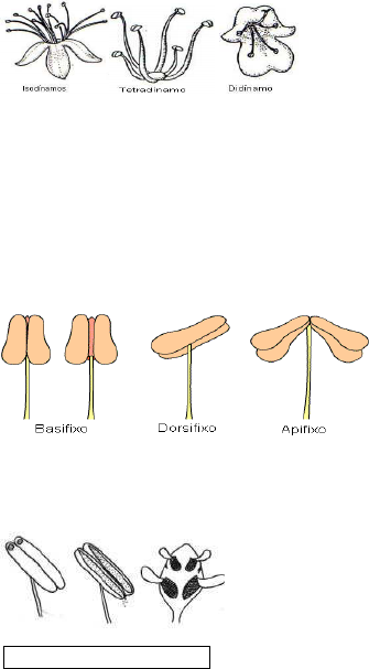 Quimera Post: Cara-de-cavalo ou singônio - PLANTAS ORNAMENTAIS DE