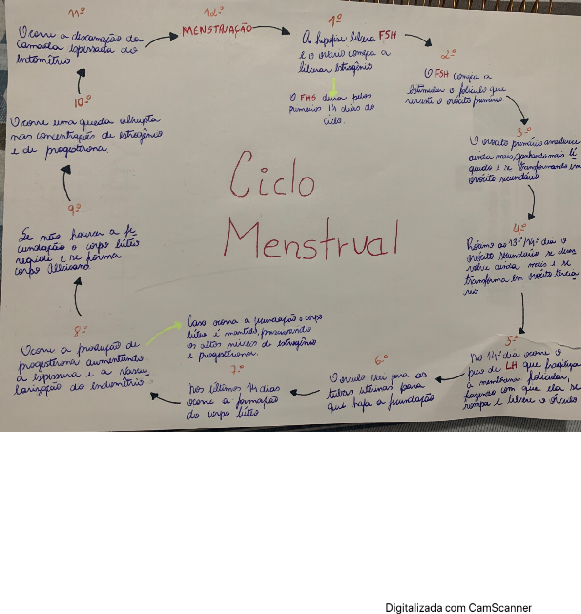 Ciclo Menstrual Em Ciclo Menstrual Mapa Histologia Th 7690