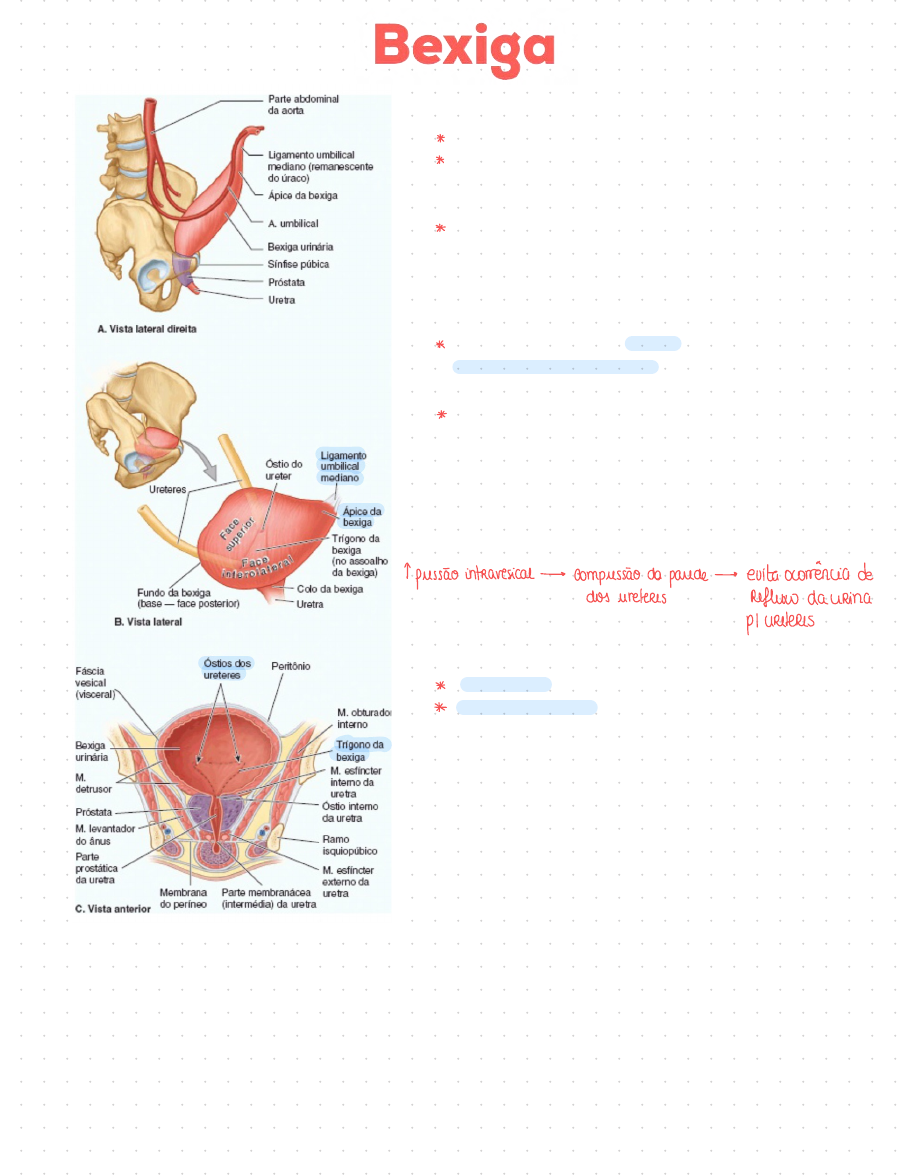 Anatomia Rim - Anatomia I