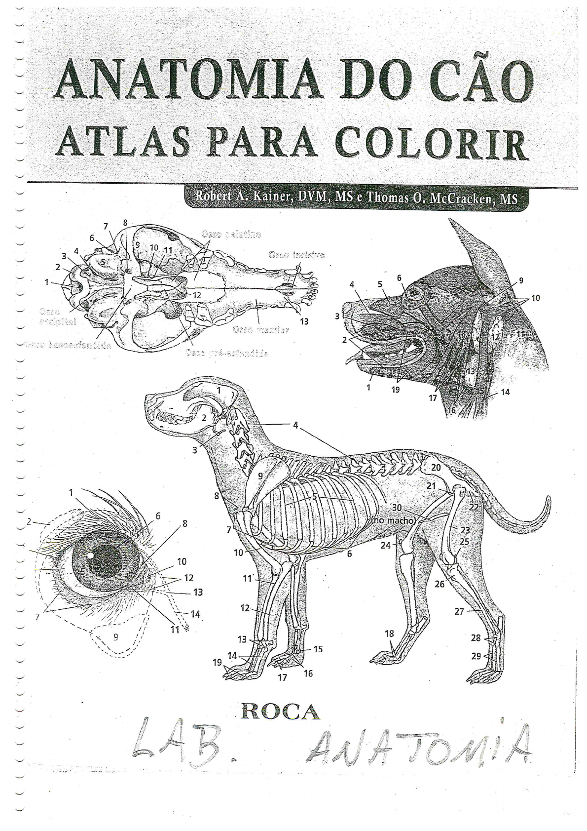 4 Anatomia Do Cão Atlas Para Colorir Anatomia Veterinária I 3982