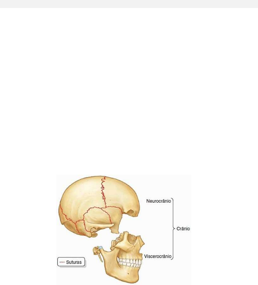 Mandíbula  Anatomia Odonto