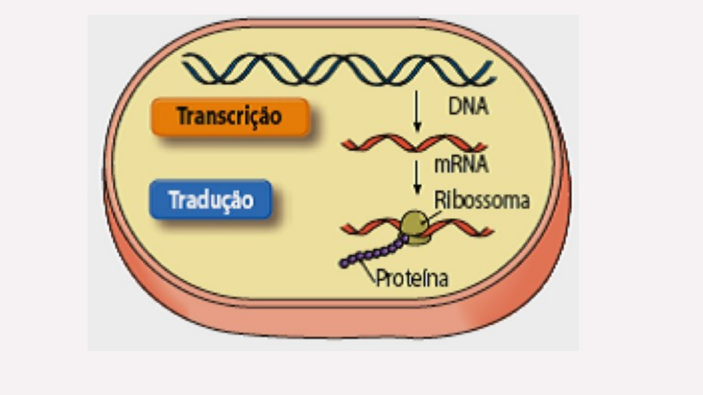 SOLUTION: Tradução e síntese proteica - Studypool