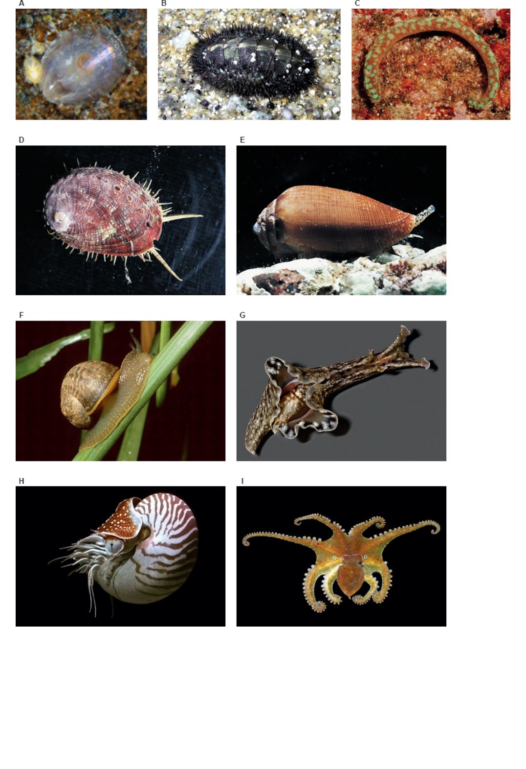 Grátis: ebook Zoologia de Moluscos e Artrópodes - Material Claro e Objetivo  em PDF para Estudo Rápido, image size:1076x1571