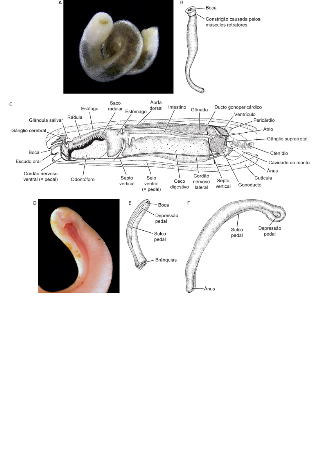 What we know and don't know about the invasive golden mussel Limnoperna  fortunei | Hydrobiologia, image size:1076x1571