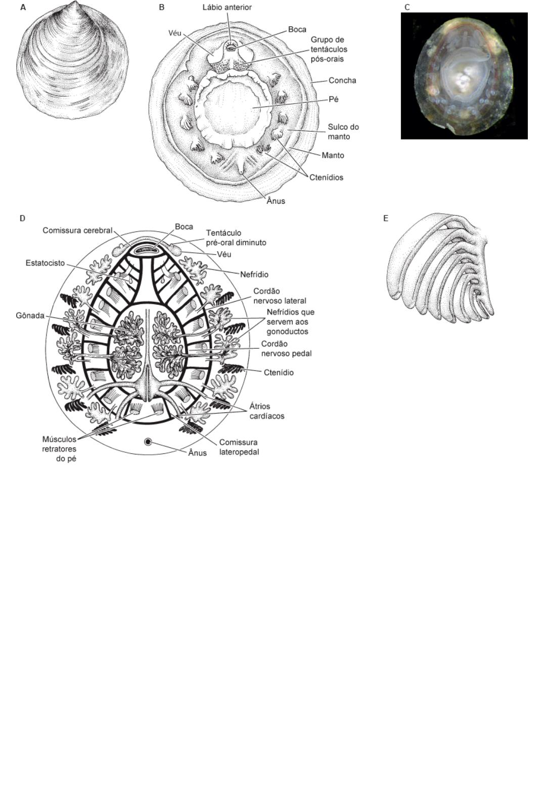 Detection and possible elimination of the first recorded population of the  zebra mussel (Dreissena polymorpha) in Portugal from, image size:1076x1571