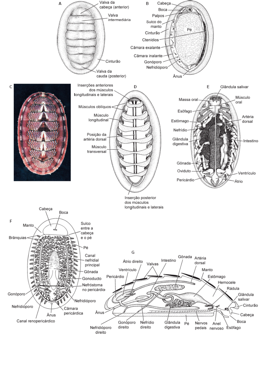 Detection and possible elimination of the first recorded population of the  zebra mussel (Dreissena polymorpha) in Portugal from, image size:1076x1571