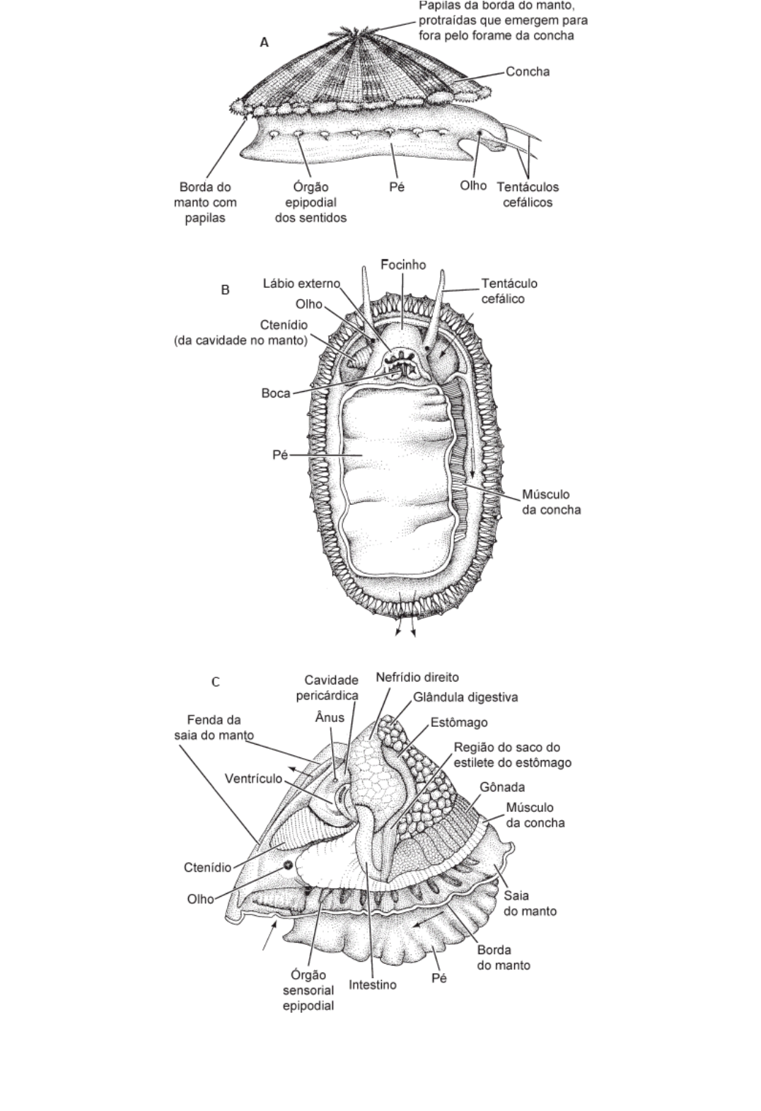 Grátis: B1.Cap. Mollusca Brusca Brusca 2016 - port - Material Claro e  Objetivo em PDF para Estudo Rápido, image size:1076x1571