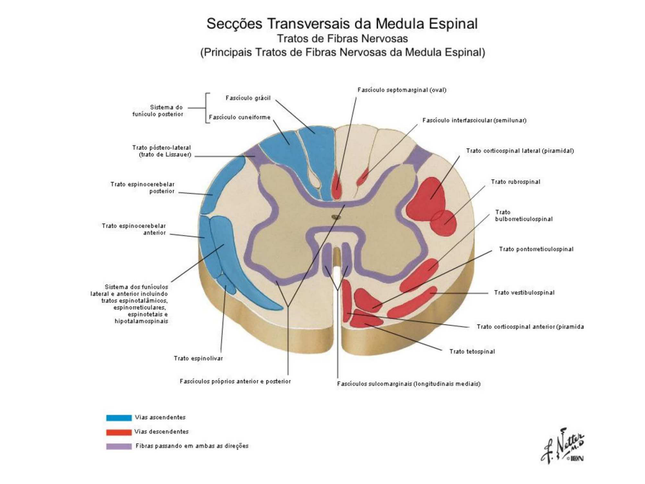 Локализация спинного мозга. Топография проводящих путей спинного мозга схема. Проводящие пути спинного мозга анатомия человека. Проволящие путь спинного мозга. Проводящие пути белого вещества головного мозга и спинного.