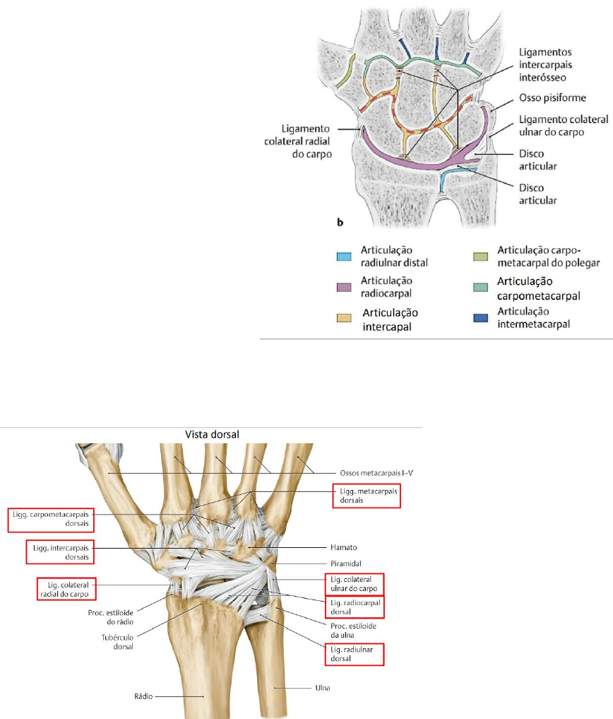 Grátis: Anatomia do punho e mão - Material Claro e Objetivo em PDF para  Estudo Rápido, image size:868x1017