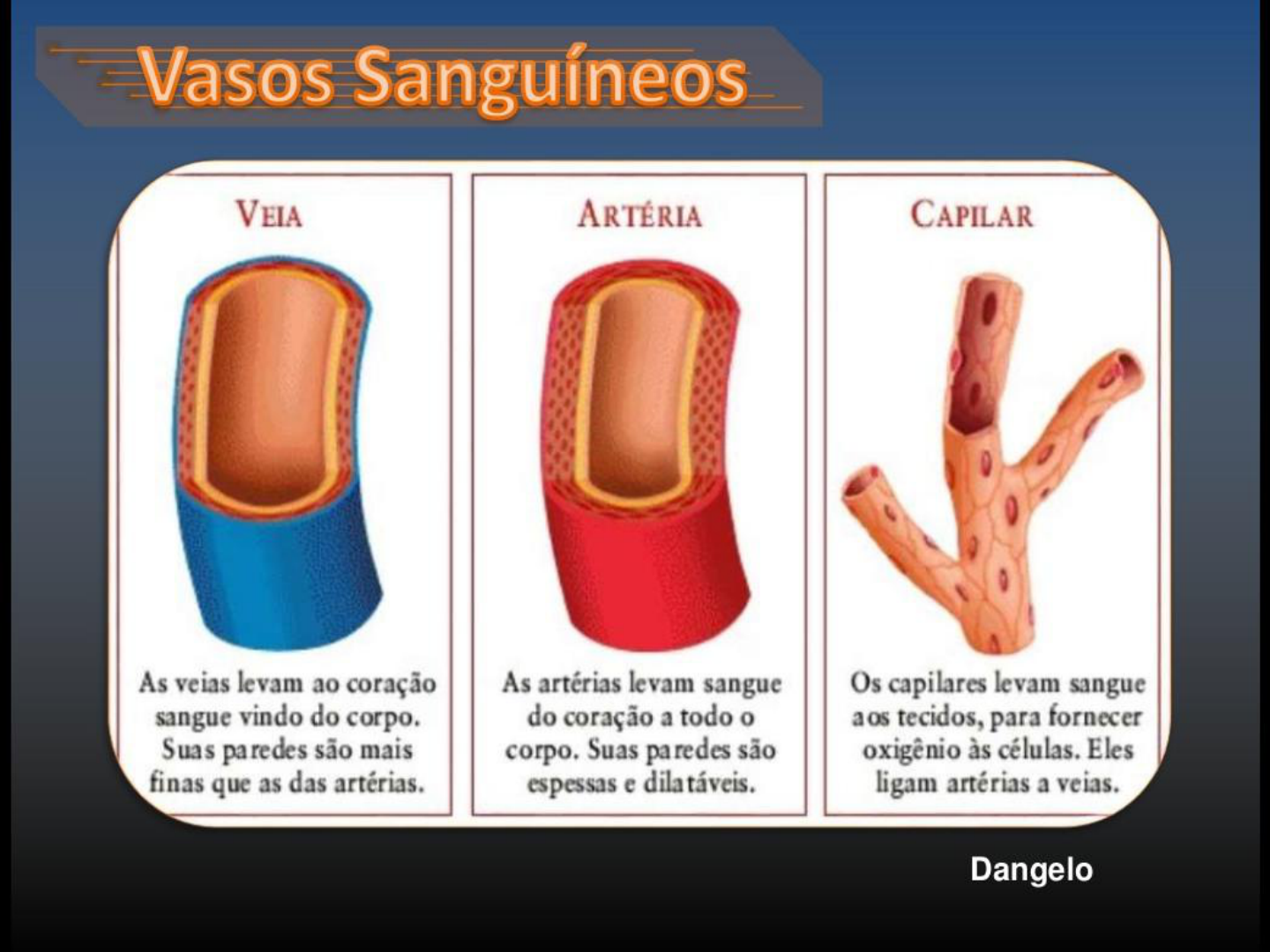 vasos sanguineos - Anatomia I