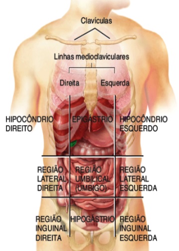 9 Nove Quadrantes Que Compõem A Região Abdominal Anatonomia 5602