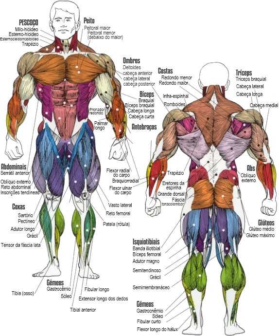 Nome Dos Músculos Anatomia Muscular 5062